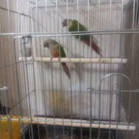 جفت گرینچیک آماده