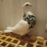 کبوتر طوقی زرین نر معاوضه