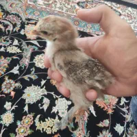 جوجه برهما