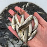 بچه ماهی کپور و غذای ماهی|ماهی|مشهد, آبکوه|دیوار