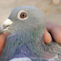 کبوتر پلاکی، کله دم‌سیاه