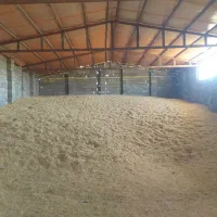 کاه گندم دیم درجه یک