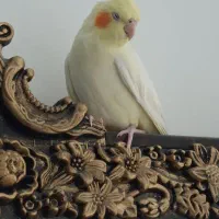 عروس هلندی بالغ|پرنده|پیر بکران, |دیوار