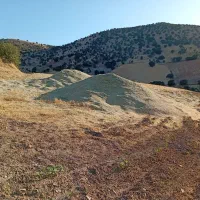 علوفه سبز گندم