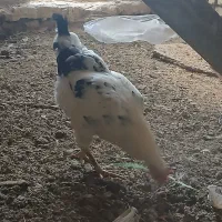 مرغ گلین|حیوانات مزرعه|برخوار, |دیوار