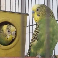 مرغ عشق نر وماده