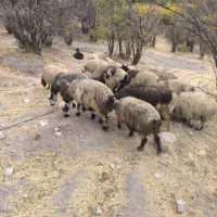 21راس‌میش‌ابسن‌و‌زاییده|حیوانات مزرعه|رودشت (چهارمحال و بختیاری), |دیوار