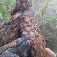 فروش مرغ|حیوانات مزرعه|بیکاه, |دیوار