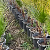 گل گیاه بیرونی پالم واشنگتون|گل و گیاه طبیعی|تنکابن, |دیوار