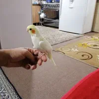 جوجه عروس هلندی