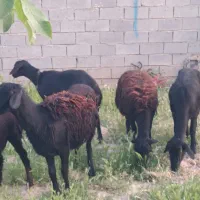 ۵راس شیشک