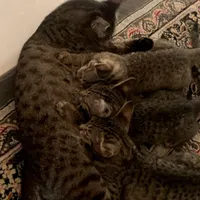 واگذاری گربه
