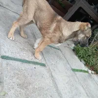 توله 3 ماهه نژاد سرابی