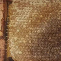 آویشن و عسل اصل