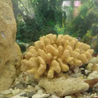 آکواریوم با تمام تجهیزاتش|ماهی|پاکدشت, پاکدشت (مامازند)|دیوار