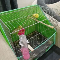 مرغ عشق با قفس