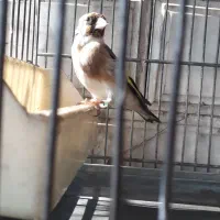 سهره معاوضه با قناری نر