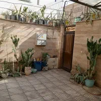 گلدون باگل  تعویض' فروش' حتما هدیه داده مشود|گل و گیاه طبیعی|بهارستان, |دیوار