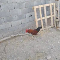 مرغ و خروس