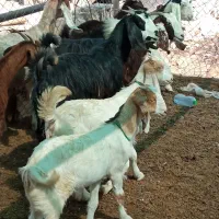 کلر دوقلو زا|حیوانات مزرعه|شیراز, آبیاری|دیوار