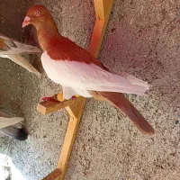 کبوترعطیقه|پرنده|مشهد, هفده شهریور|دیوار