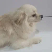 سگ فروشی واکسن همه چیزاشم اوکی هستن با کل وسایل|سگ|ایذه, |دیوار