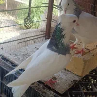 طوقی آبی نر.سینه مشکی جفت.کله الماسی جفت|پرنده|مشهد, دهشک|دیوار