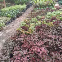 کاکتوس ساکولنت افربیا زاموفولیا سانسوریا گل و گیاه