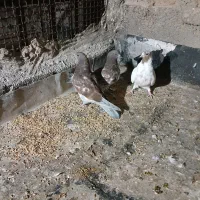 یه جفت جوجه جیرپرشی