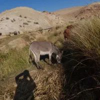 حیوان|حیوانات مزرعه|ایذه, |دیوار