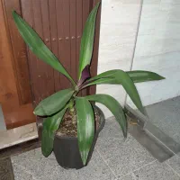 گل وتزئینات|گل مصنوعی|شاهین‌شهر, گرگاب|دیوار