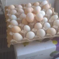 تخم مرغ نطفه دار