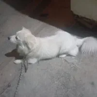 سگ پاکوتا|سگ|آزادشهر, |دیوار