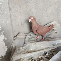 سرخ کرمونی ماده