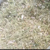 فروش کاه لوبیا