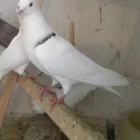 کبوتر طوقی (معاوضه با مرغ عشق و قناری نر )|پرنده|کنگاور, |دیوار