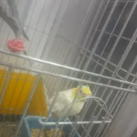 عروس هلندی لوتینو ماده