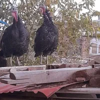 بوقلمون بقلمون ماده گرچ