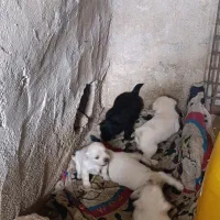 واگذاری سگ پاکوتاه