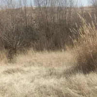 درخت|بندرخت و رخت‌آویز|صالح آباد, |دیوار