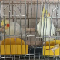 یک جفت عروس هلندی|پرنده|شیراز, کاراندیش|دیوار