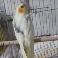 جوجه عروس دوکت لوتینو