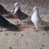 6عدد کبوتر‌پرشی