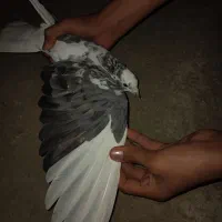 کفتر تکپر ماده