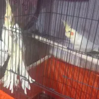 باسلام ۲ جفت عروس هلندی مولد|پرنده|ارومیه, |دیوار