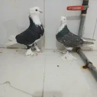 شازده کفتر نقش زیبا معاوضه با مسافتی