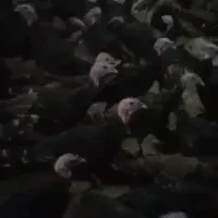 جوجه بوقلمون چهارماهه