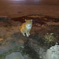 حیوان خانگی گمشده