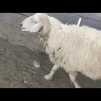قوچ گوشتی سالم و درشت سه ساله