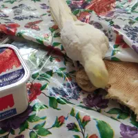 عروس هلندی|پرنده|زهک, |دیوار